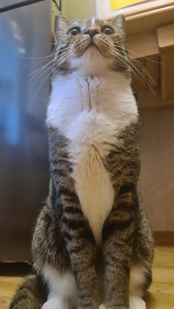 Здоровяк Асти