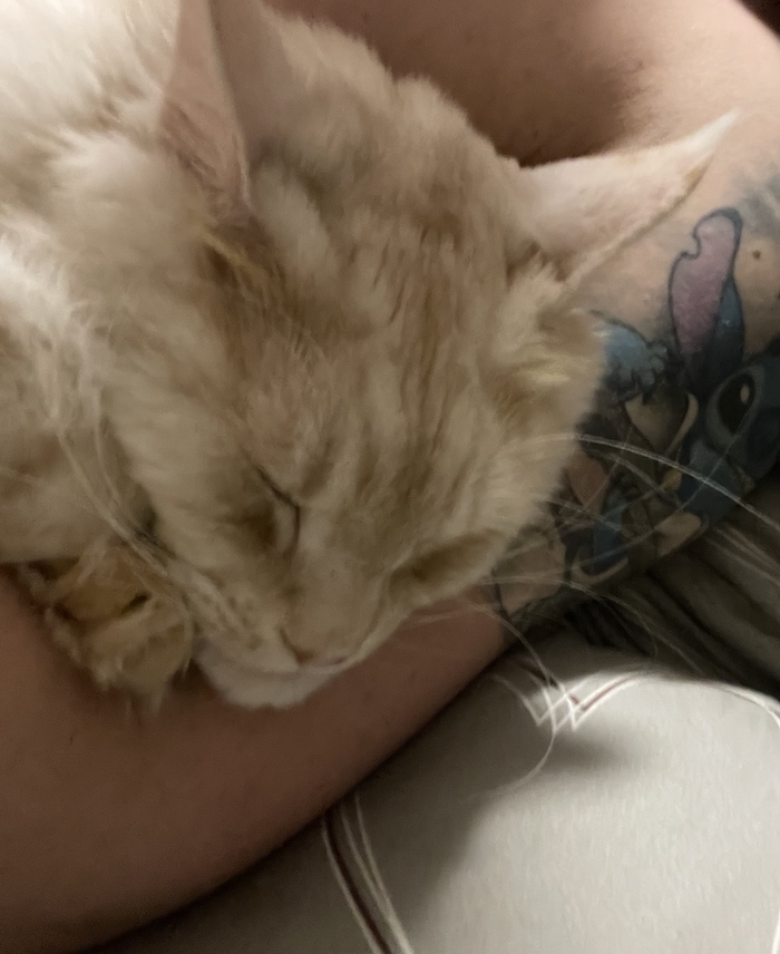 Ответ на пост «Конкурс: лучший кот Пикабу»