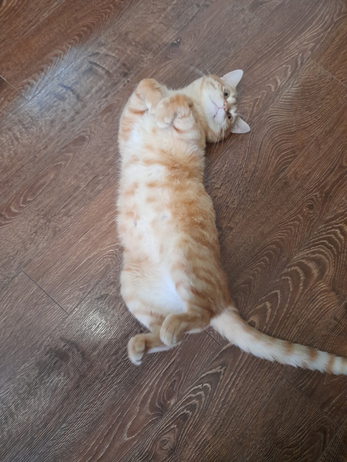 Ответ на пост «Конкурс: лучший кот Пикабу»