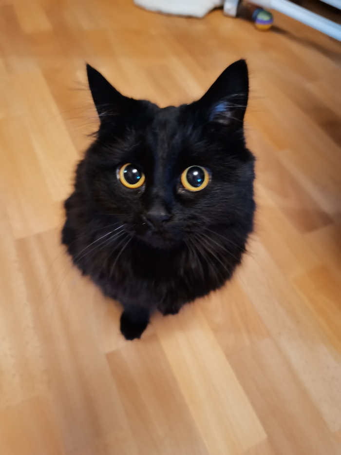 Киса оказалась мелкокалиберной. 2,5 кг всего во взрослом возрасте.