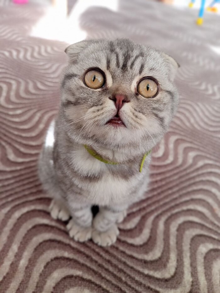 Мой Кешкинс, маленький глазастик!