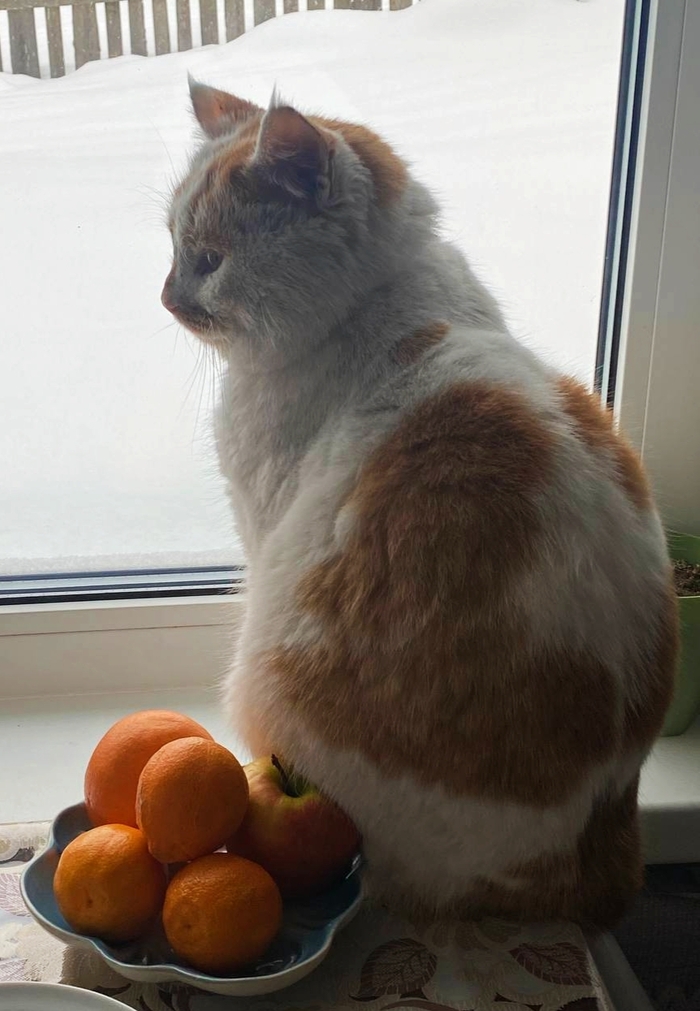 Ответ на пост «Конкурс: лучший кот Пикабу»