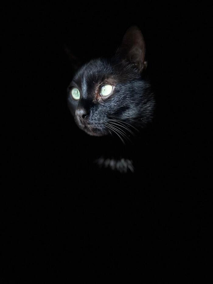 Ответ на пост «Конкурс: лучший кот Пикабу»