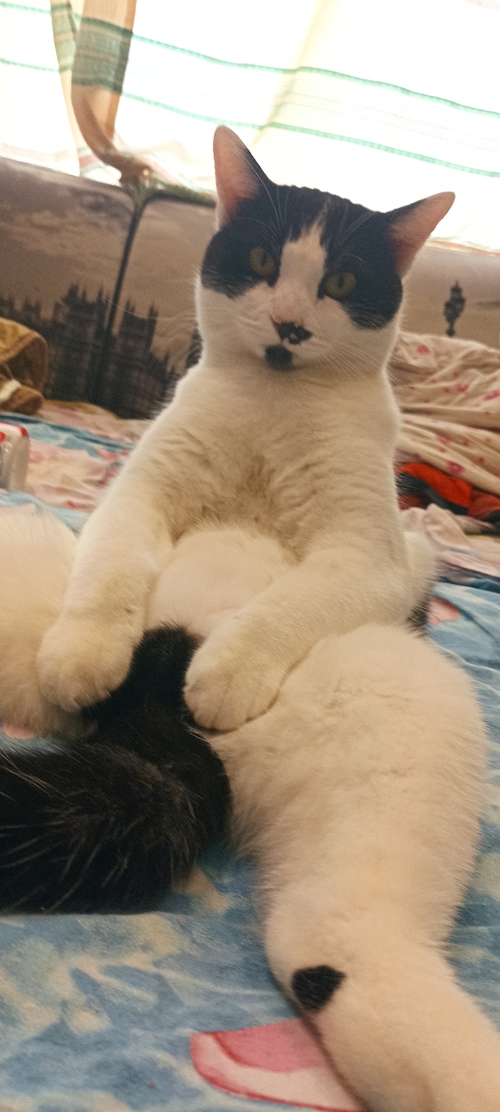 Ответ на пост «Конкурс: лучший кот Пикабу»