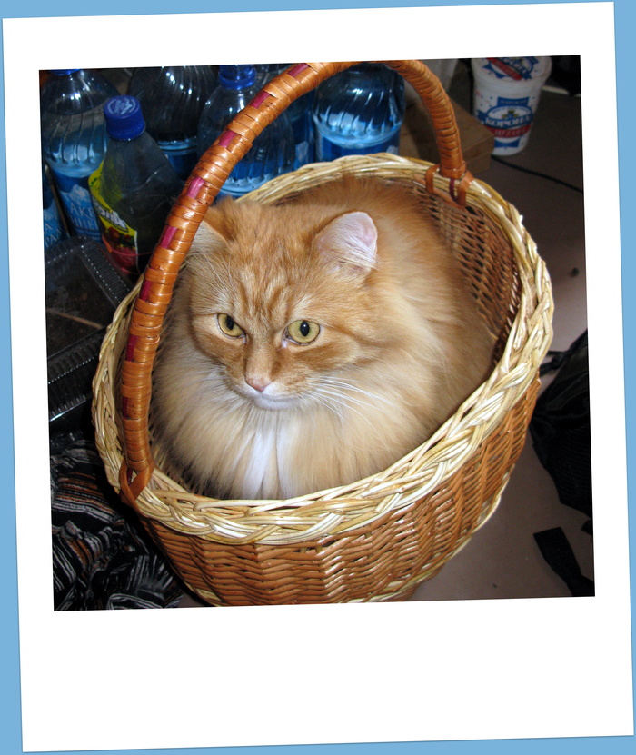 Котокорзинка