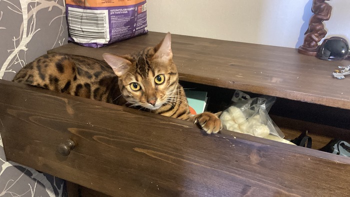 ����, ��������� ����� �����, ������ � ��������. ����������� ���� �� �������.