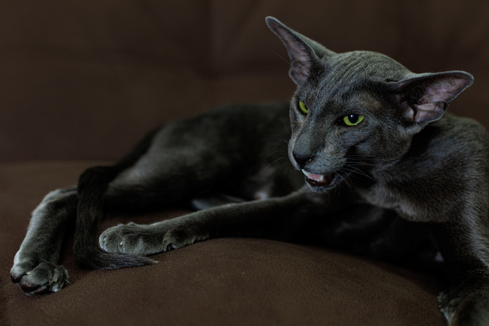 Ответ на пост «Конкурс: лучший кот Пикабу»