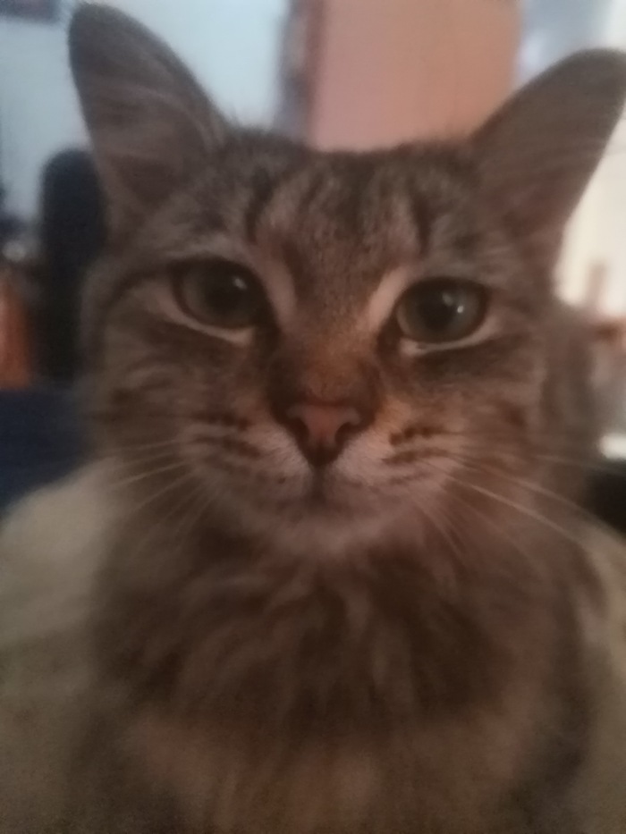 Ответ на пост «Конкурс: лучший кот Пикабу»