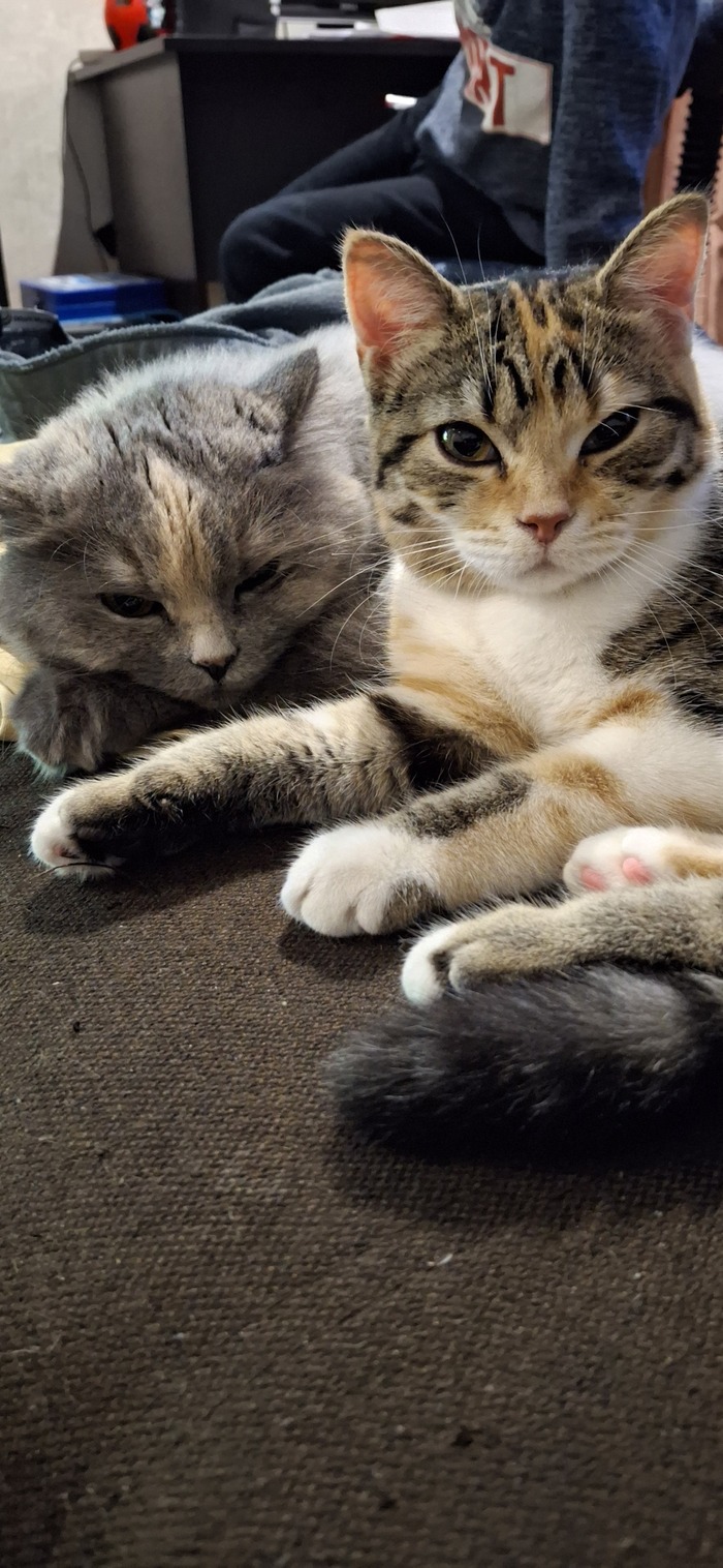 Ответ на пост «Конкурс: лучший кот Пикабу»