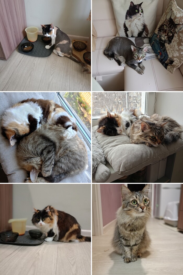 Ответ на пост «Конкурс: лучший кот Пикабу»