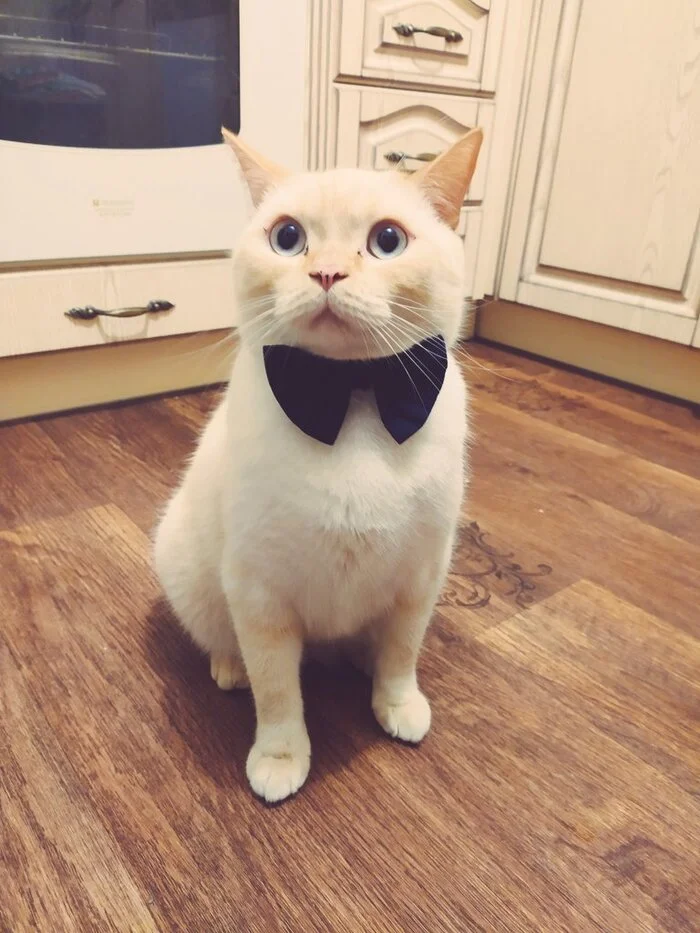 Reply to the post Competition: Best Pikabu Cat - Pick-up headphones, Peekaboo, Competition, Cat Day, cat, A wave of posts, Reply to post