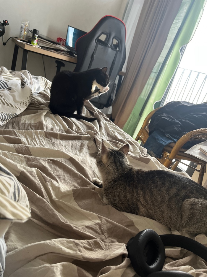 Коты