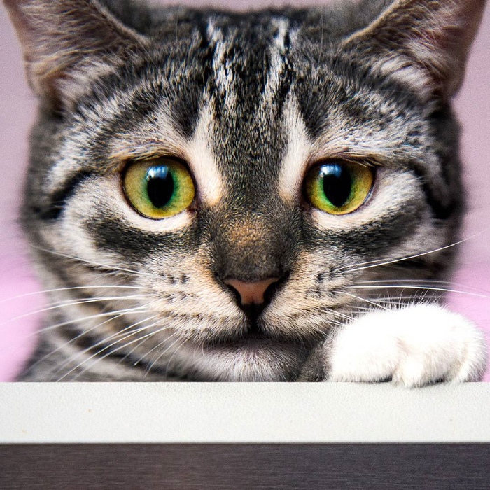 Ответ copycopycopy в «Конкурс: лучший кот Пикабу»