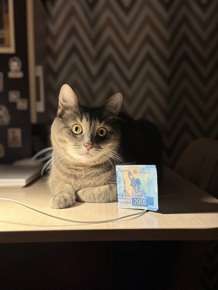 Ответ на пост «Конкурс: лучший кот Пикабу»