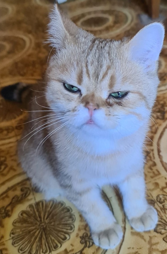    "  " , , 