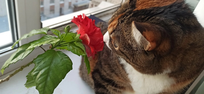 Весна, цветочки)