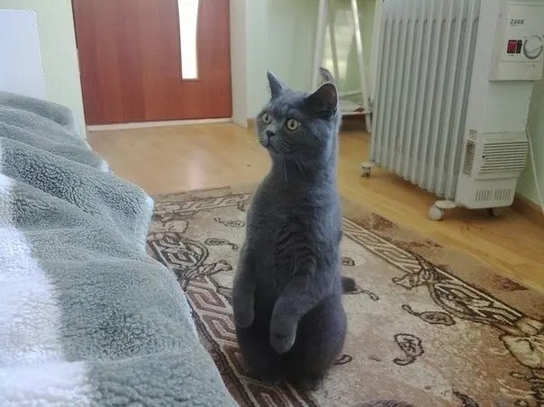 Ответ на пост «Конкурс: лучший кот Пикабу»