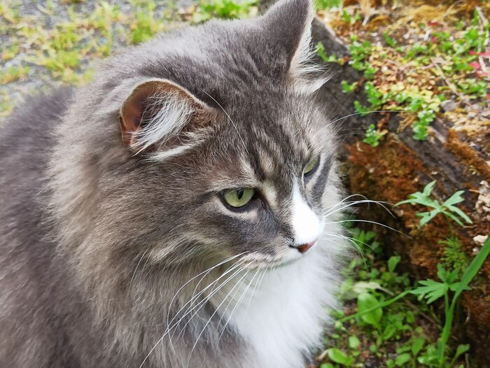 На даче дикий охотник и гроза грызунов)