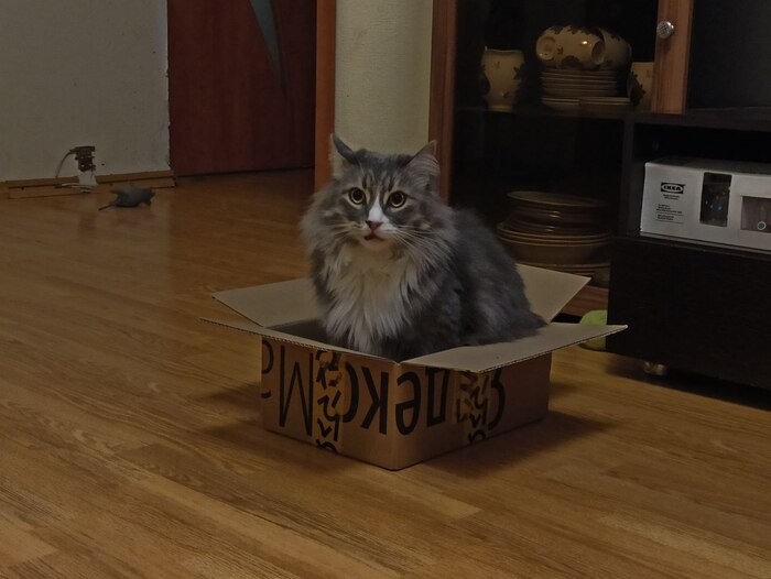 Любитель коробочек, любых, лишь бы влезала бы хоть одна лапа)