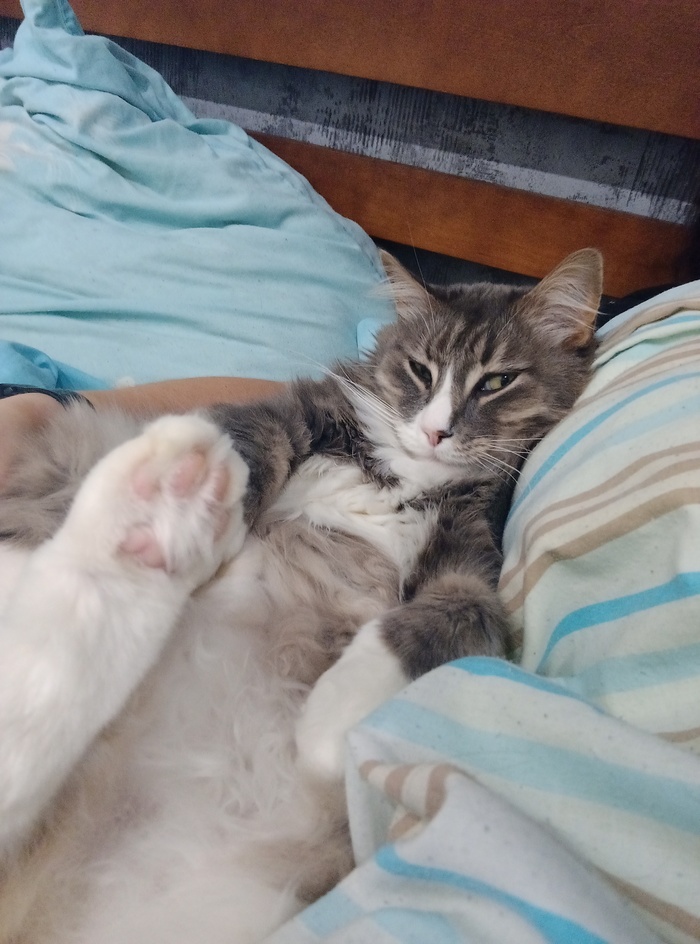 Но полежать под боком самое любимое)