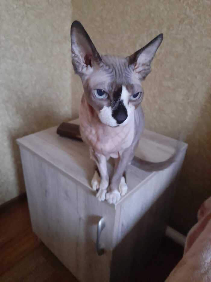 Ответ на пост «Конкурс: лучший кот Пикабу»