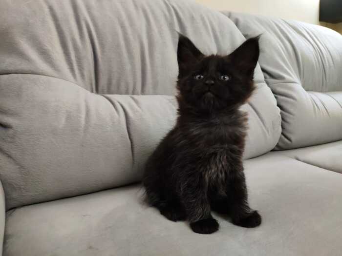 Ответ на пост «Конкурс: лучший кот Пикабу»