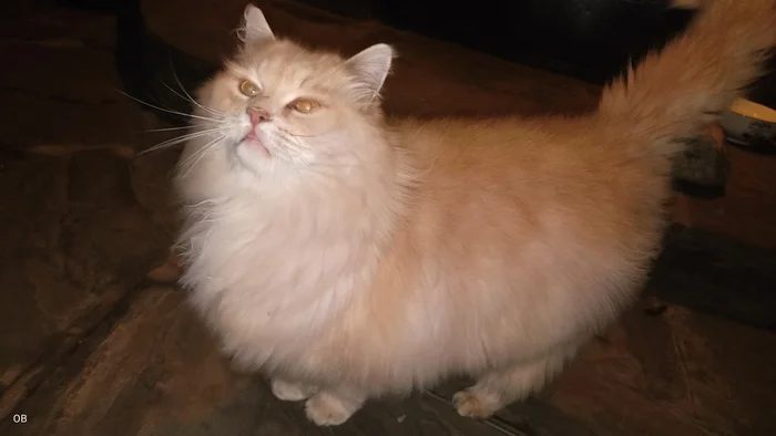 Hector is taking part in the competition - My, cat, Competition, Fluffy, beauty, Pets, Video, Short videos