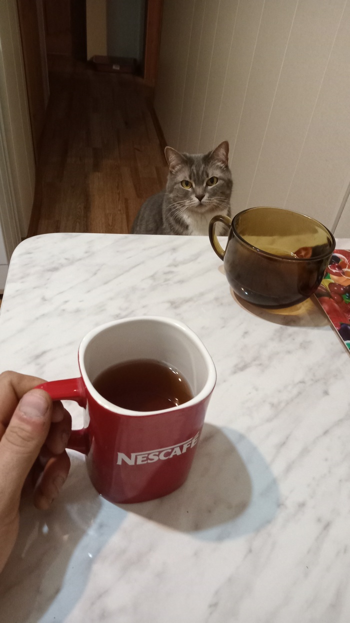 Ответ на пост «Конкурс: лучший кот Пикабу»