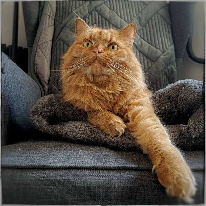 Ответ на пост «Конкурс: лучший кот Пикабу»