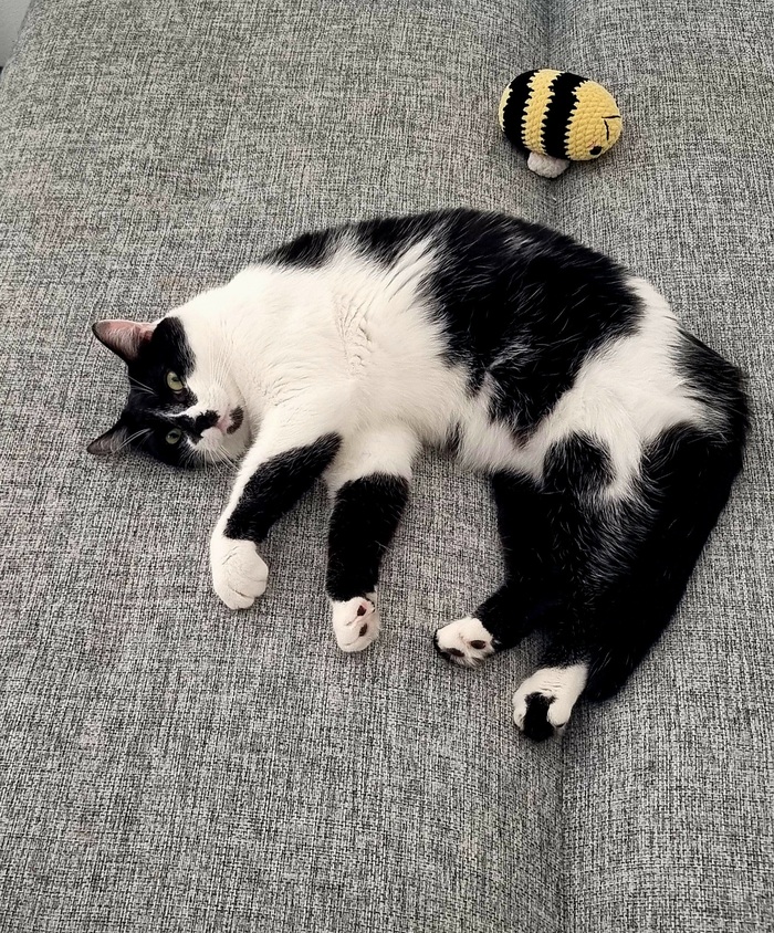 Ответ на пост «Конкурс: лучший кот Пикабу»