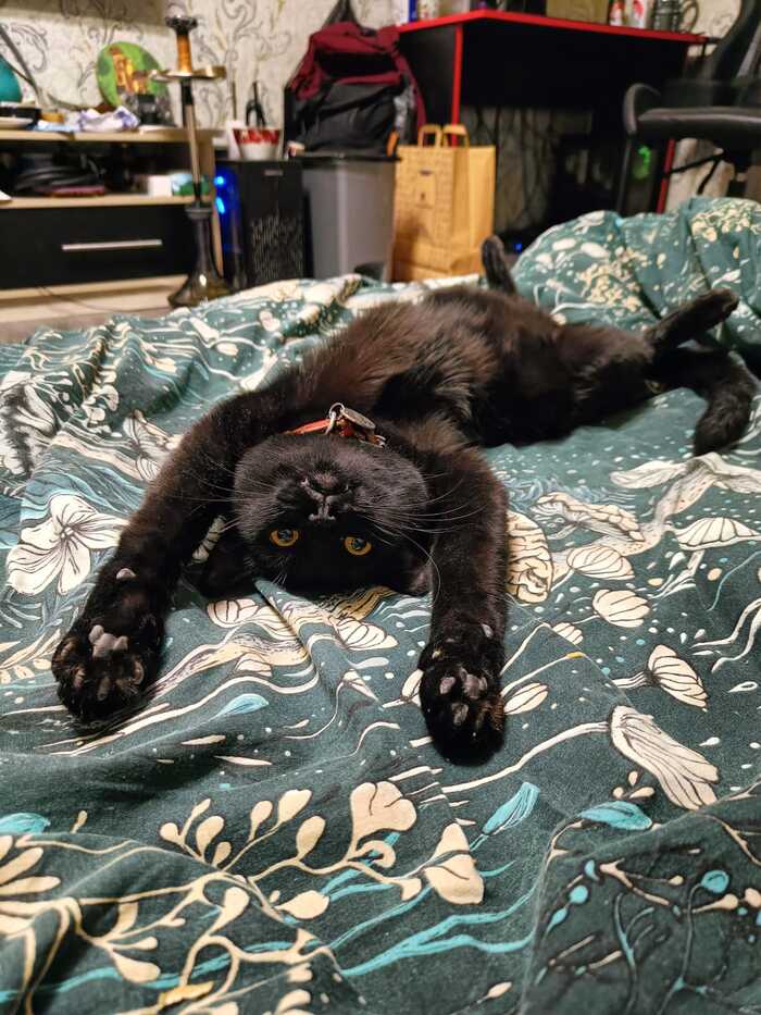 Ответ на пост «Конкурс: лучший кот Пикабу»