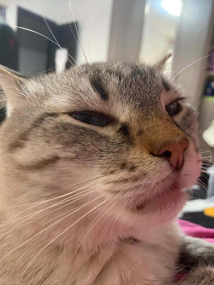 Ответ на пост «Конкурс: лучший кот Пикабу»