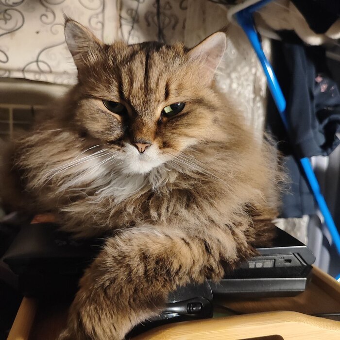 Ответ на пост «Конкурс: лучший кот Пикабу»