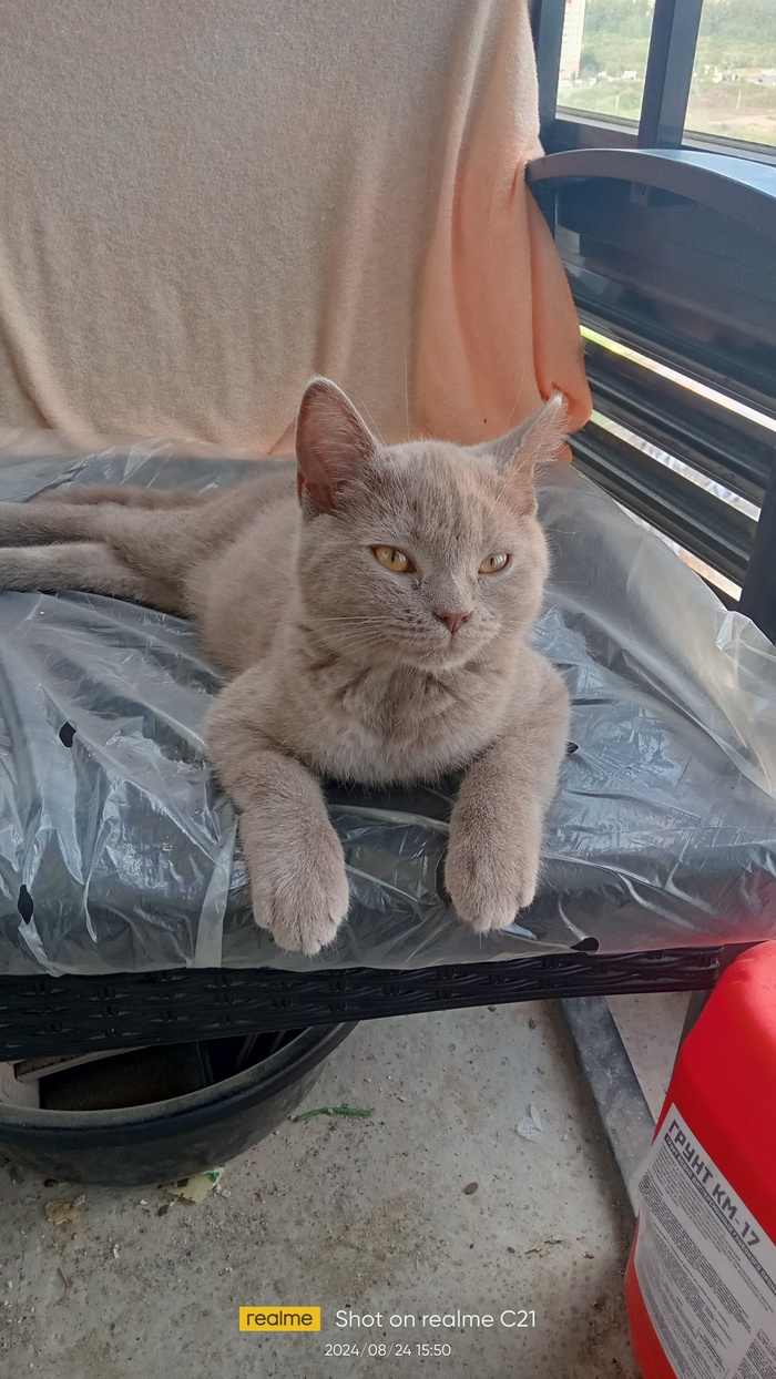 Ответ на пост «Конкурс: лучший кот Пикабу»