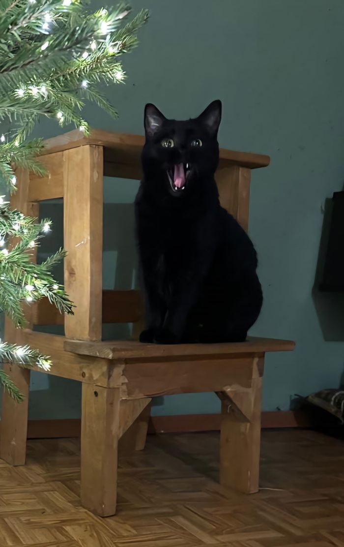 Ответ на пост «Конкурс: лучший кот Пикабу»