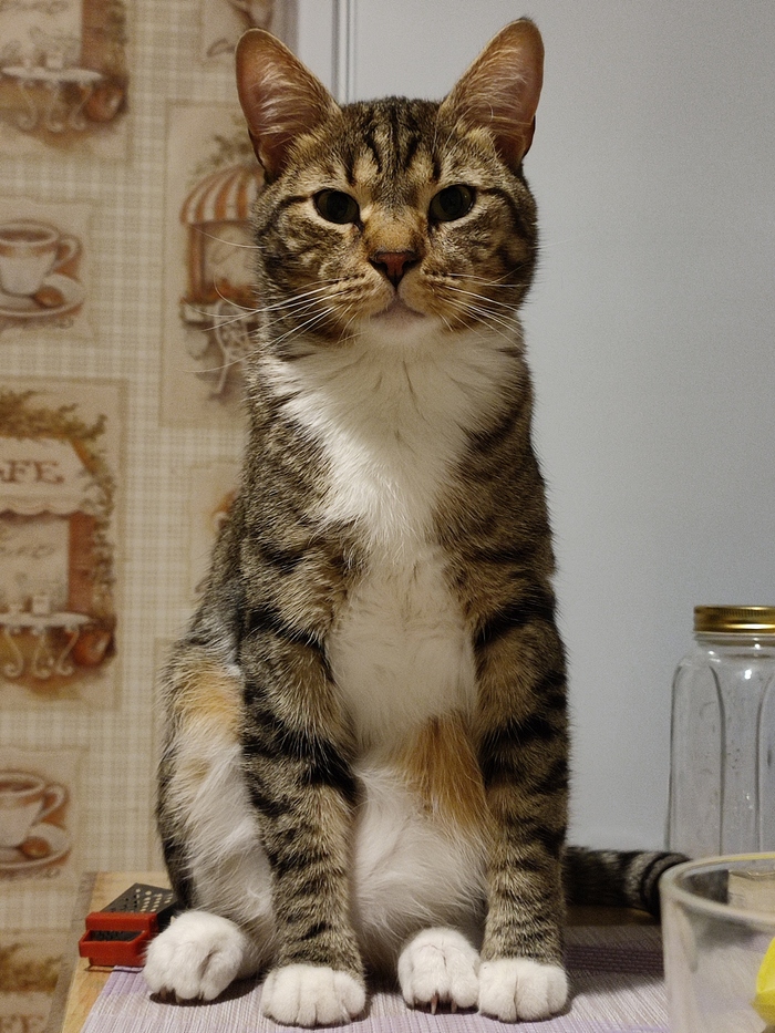 Ответ на пост «Конкурс: лучший кот Пикабу»