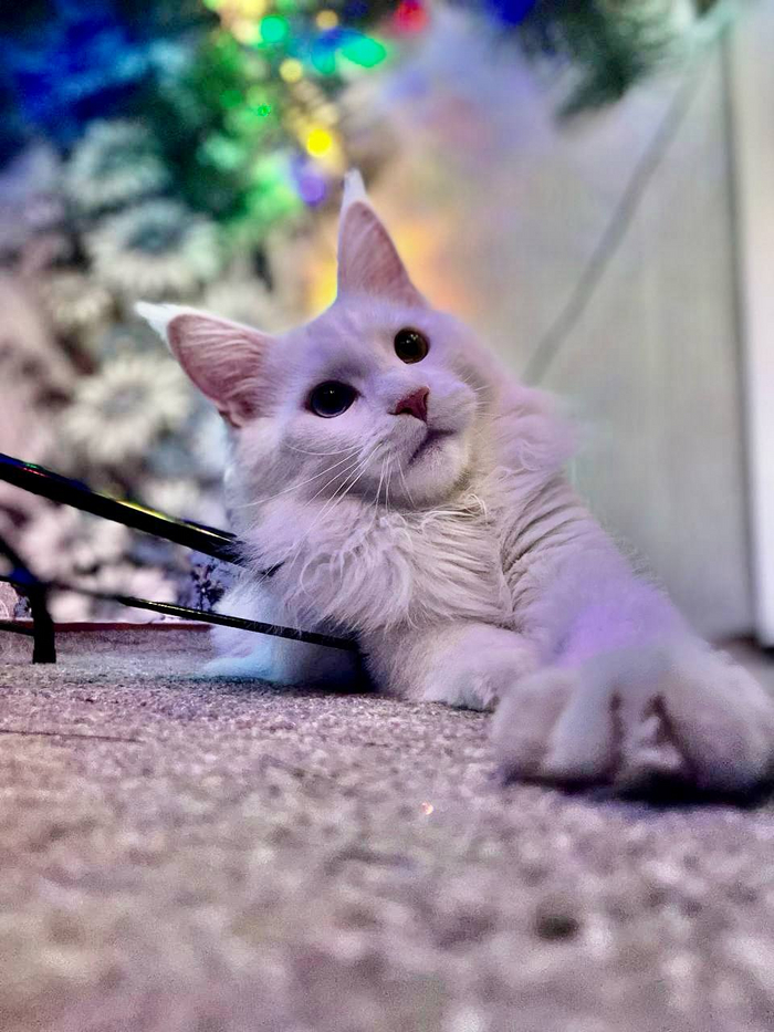    :    , , ,  , ,  ,   