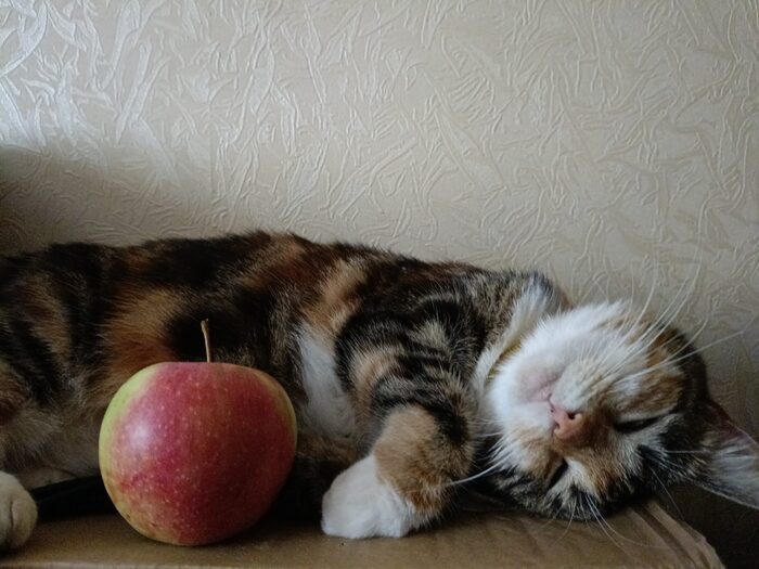 Ответ на пост «Конкурс: лучший кот Пикабу»