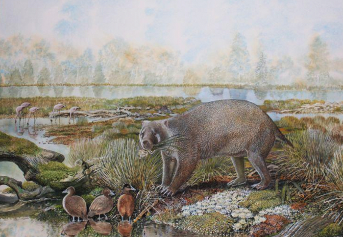 Mukupirna nambensis -     150 