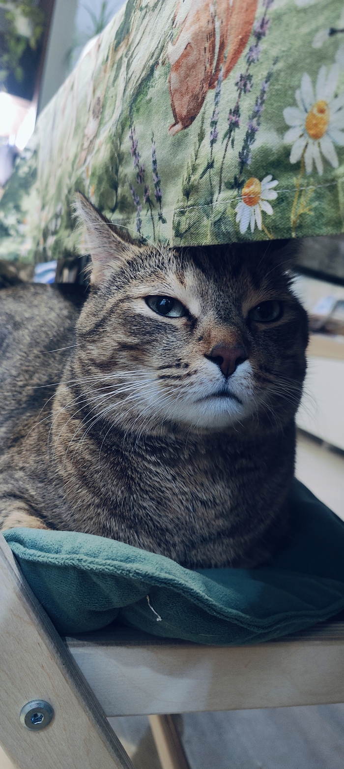 Ответ на пост «Конкурс: лучший кот Пикабу»