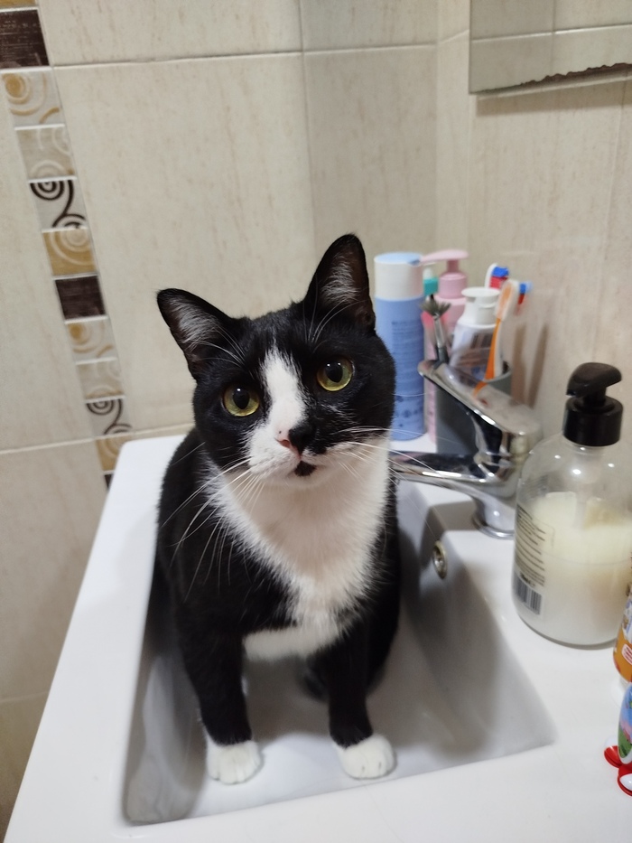 Ответ на пост «Конкурс: лучший кот Пикабу»