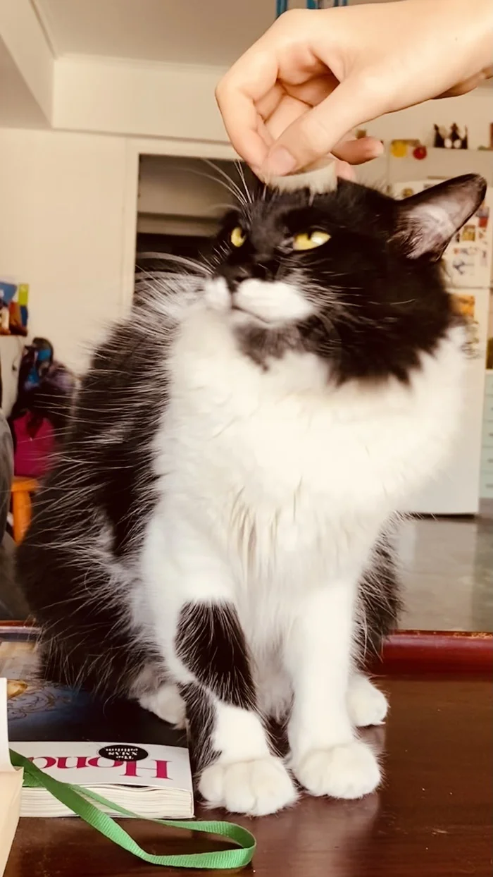 Reply to the post Competition: Best Pikabu Cat - My, Pick-up headphones, Peekaboo, Competition, Cat Day, cat, A wave of posts, Reply to post, Longpost