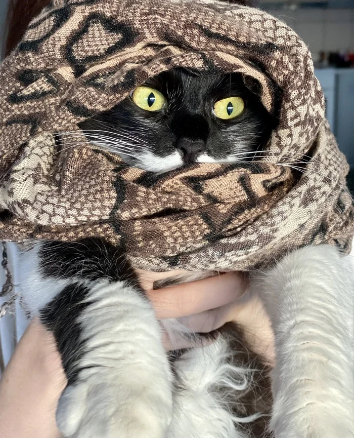 Reply to the post Competition: Best Pikabu Cat - My, Pick-up headphones, Peekaboo, Competition, Cat Day, cat, A wave of posts, Reply to post, Longpost