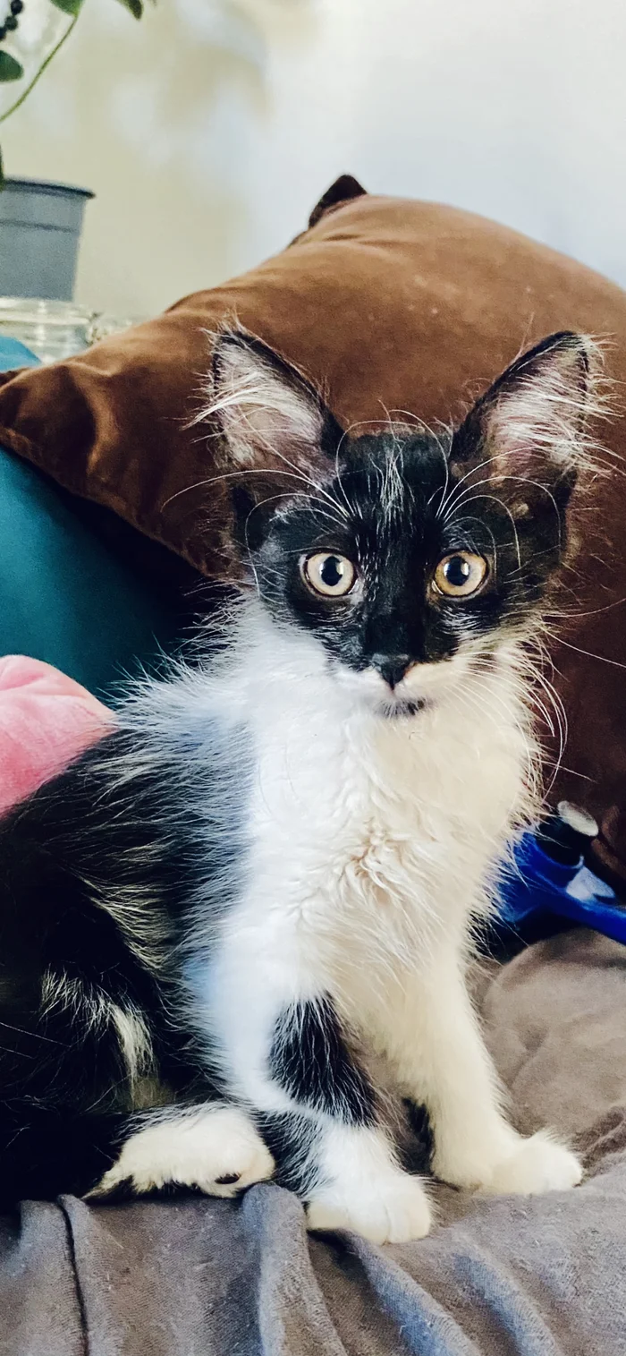 Reply to the post Competition: Best Pikabu Cat - My, Pick-up headphones, Peekaboo, Competition, Cat Day, cat, A wave of posts, Reply to post, Longpost