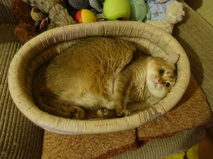    :    , , ,  , ,  ,   