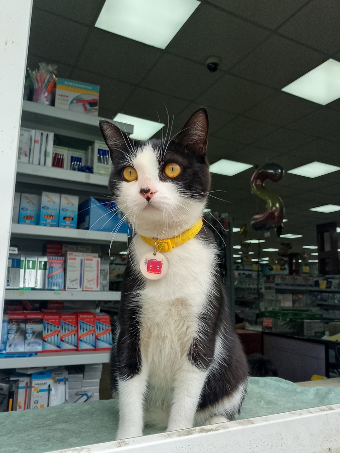 Ответ на пост «Конкурс: лучший кот Пикабу»