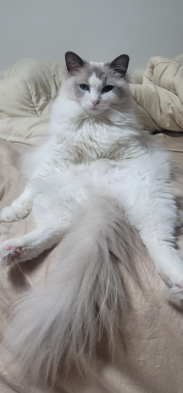 Ответ на пост «Конкурс: лучший кот Пикабу»