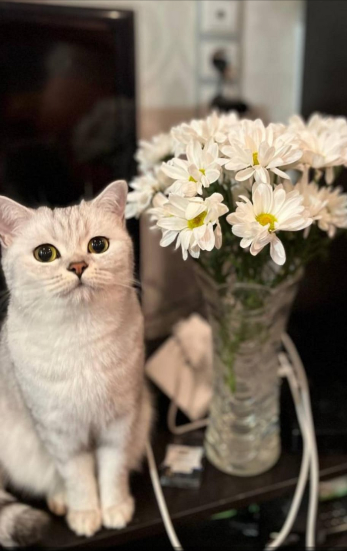 Ответ на пост «Конкурс: лучший кот Пикабу»