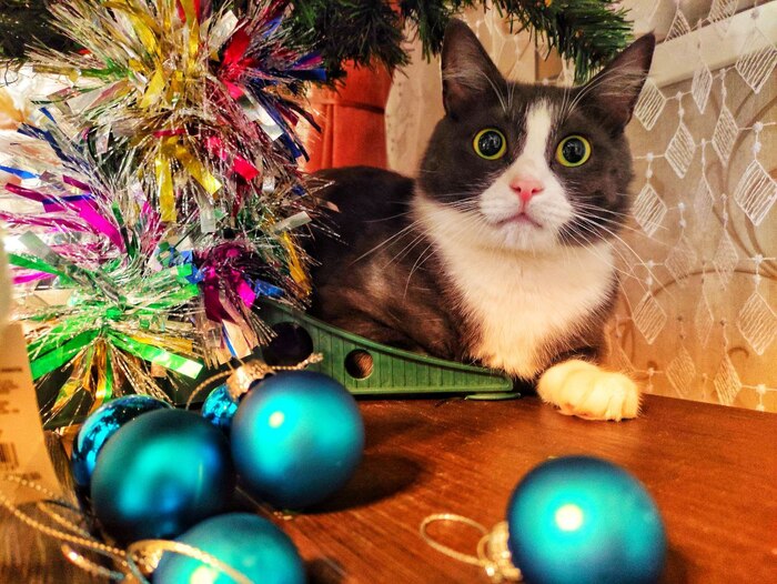 Ответ на пост «Конкурс: лучший кот Пикабу»