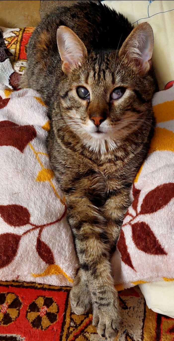 Любимочка Крысик, котик-боец